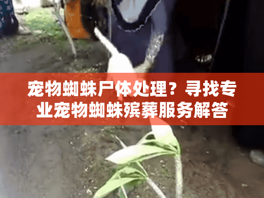 宠物蜘蛛尸体处理？寻找专业宠物蜘蛛殡葬服务解答