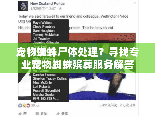 宠物蜘蛛尸体处理？寻找专业宠物蜘蛛殡葬服务解答