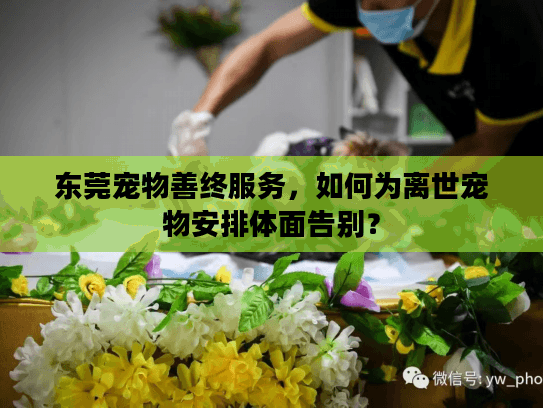 东莞宠物善终服务，如何为离世宠物安排体面告别？