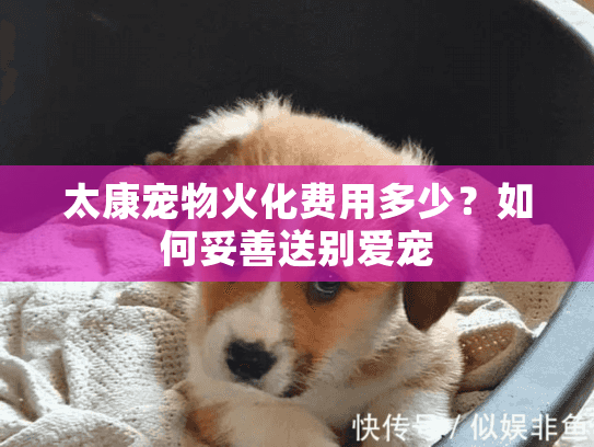 太康宠物火化费用多少？如何妥善送别爱宠