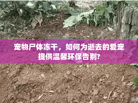 宠物尸体冻干，如何为逝去的爱宠提供温馨环保告别?
