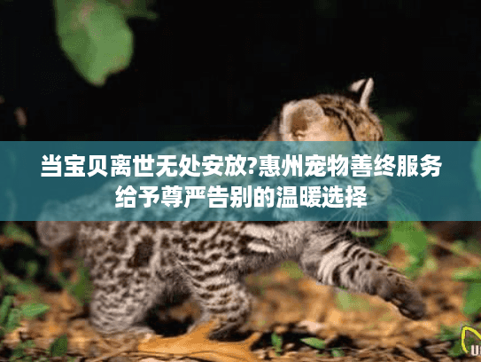 当宝贝离世无处安放?惠州宠物善终服务给予尊严告别的温暖选择