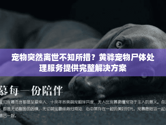 宠物突然离世不知所措？黄骅宠物尸体处理服务提供完整解决方案