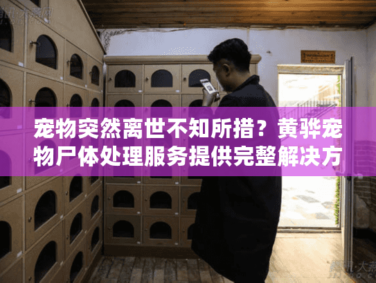 宠物突然离世不知所措？黄骅宠物尸体处理服务提供完整解决方案
