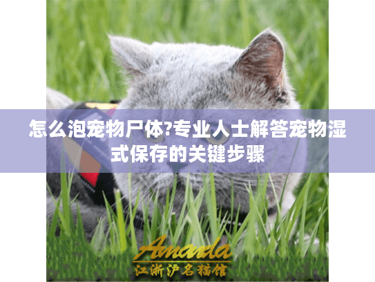 怎么泡宠物尸体?专业人士解答宠物湿式保存的关键步骤
