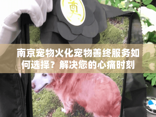 南京宠物火化宠物善终服务如何选择？解决您的心痛时刻