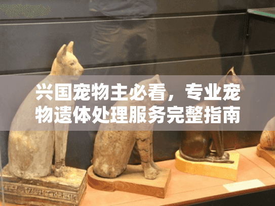 兴国宠物主必看，专业宠物遗体处理服务完整指南