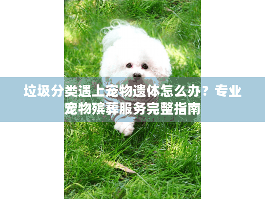 垃圾分类遇上宠物遗体怎么办？专业宠物殡葬服务完整指南