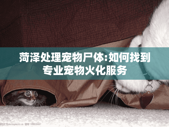 菏泽处理宠物尸体:如何找到专业宠物火化服务