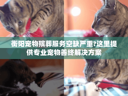衡阳宠物殡葬服务空缺严重?这里提供专业宠物善终解决方案