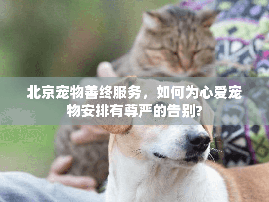 北京宠物善终服务，如何为心爱宠物安排有尊严的告别?