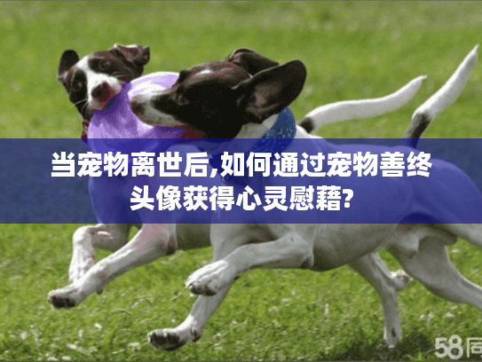 当宠物离世后,如何通过宠物善终头像获得心灵慰藉?
