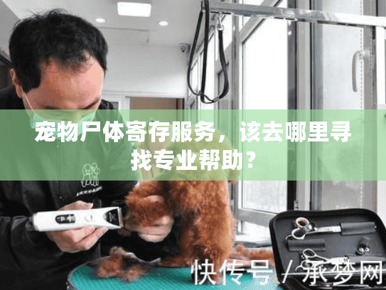 宠物尸体寄存服务，该去哪里寻找专业帮助？