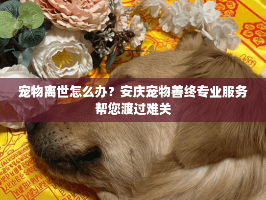 宠物离世怎么办？安庆宠物善终专业服务帮您渡过难关