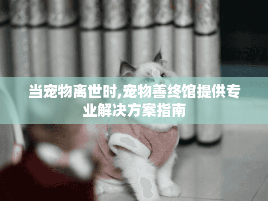 当宠物离世时,宠物善终馆提供专业解决方案指南