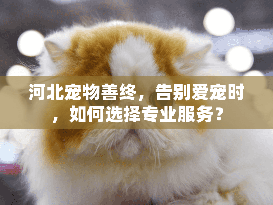 河北宠物善终，告别爱宠时，如何选择专业服务？