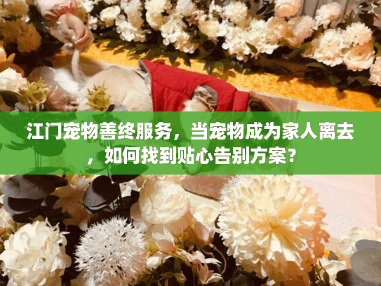 江门宠物善终服务，当宠物成为家人离去，如何找到贴心告别方案？
