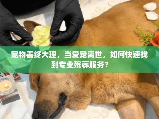 宠物善终大理，当爱宠离世，如何快速找到专业殡葬服务？