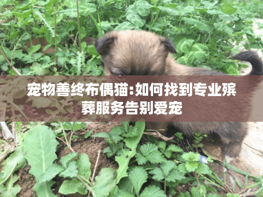 宠物善终布偶猫:如何找到专业殡葬服务告别爱宠