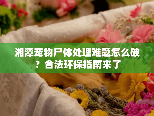 湘潭宠物尸体处理难题怎么破？合法环保指南来了