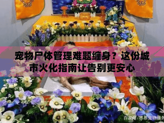 宠物尸体管理难题缠身？这份城市火化指南让告别更安心