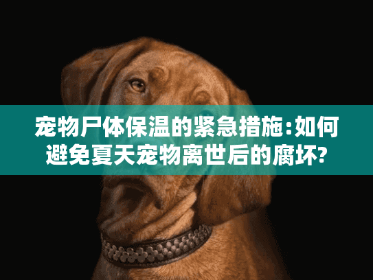 宠物尸体保温的紧急措施:如何避免夏天宠物离世后的腐坏?