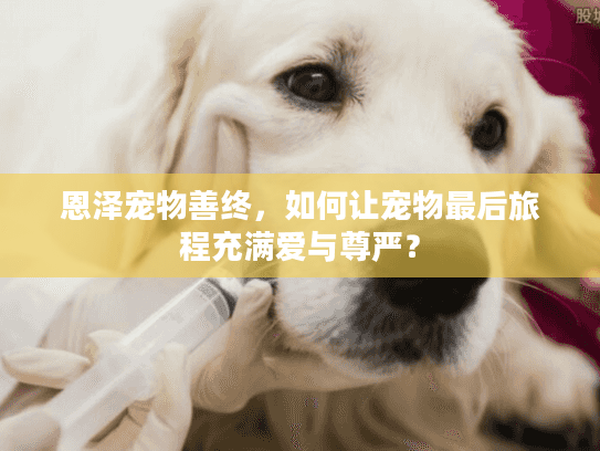 恩泽宠物善终，如何让宠物最后旅程充满爱与尊严？