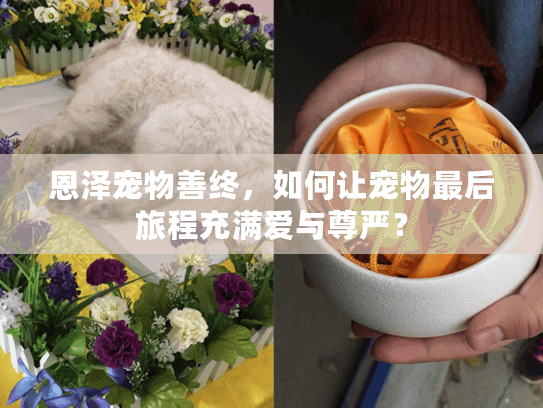 恩泽宠物善终，如何让宠物最后旅程充满爱与尊严？