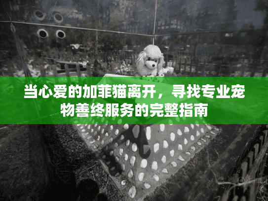 当心爱的加菲猫离开，寻找专业宠物善终服务的完整指南