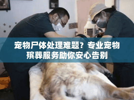 宠物尸体处理难题？专业宠物殡葬服务助你安心告别
