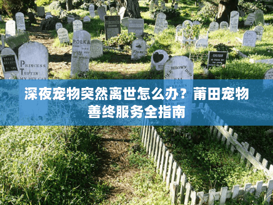 深夜宠物突然离世怎么办？莆田宠物善终服务全指南