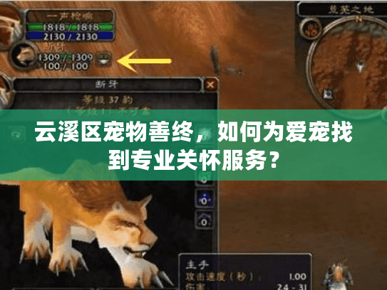 云溪区宠物善终，如何为爱宠找到专业关怀服务？