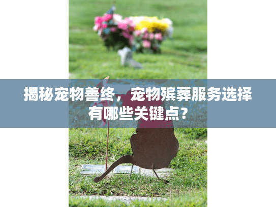 揭秘宠物善终，宠物殡葬服务选择有哪些关键点？