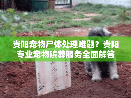 贵阳宠物尸体处理难题？贵阳专业宠物殡葬服务全面解答