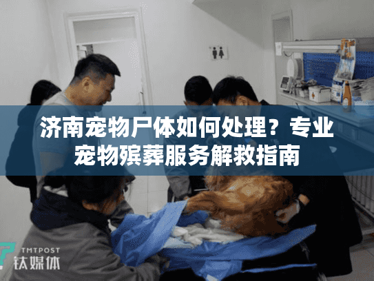 济南宠物尸体如何处理？专业宠物殡葬服务解救指南