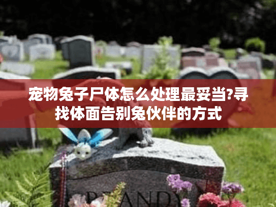 宠物兔子尸体怎么处理最妥当?寻找体面告别兔伙伴的方式