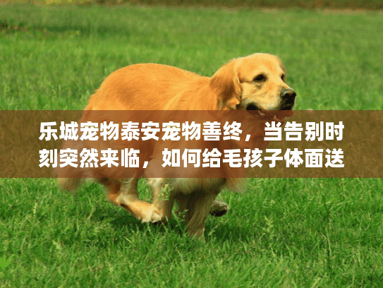 乐城宠物泰安宠物善终，当告别时刻突然来临，如何给毛孩子体面送别？