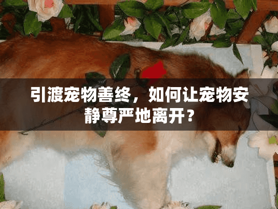 引渡宠物善终，如何让宠物安静尊严地离开？