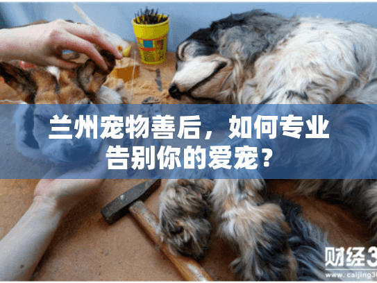 兰州宠物善后，如何专业告别你的爱宠？