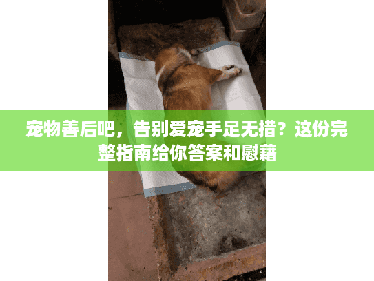 宠物善后吧，告别爱宠手足无措？这份完整指南给你答案和慰藉