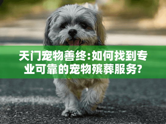 天门宠物善终:如何找到专业可靠的宠物殡葬服务?