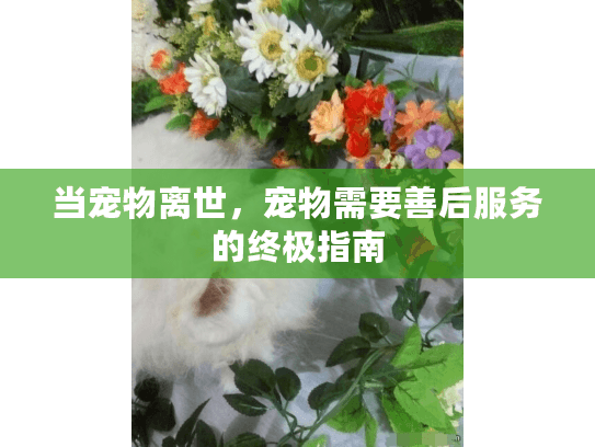 当宠物离世，宠物需要善后服务的终极指南