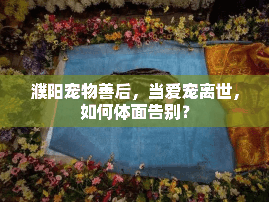 濮阳宠物善后，当爱宠离世，如何体面告别？