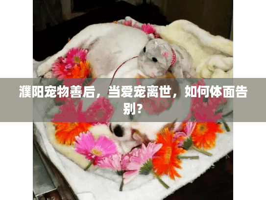 濮阳宠物善后，当爱宠离世，如何体面告别？