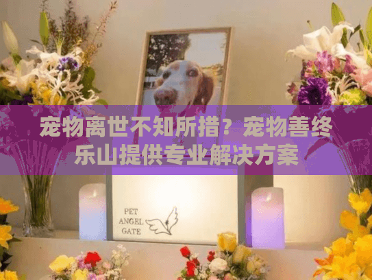 宠物离世不知所措？宠物善终乐山提供专业解决方案
