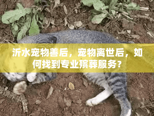 沂水宠物善后，宠物离世后，如何找到专业殡葬服务？