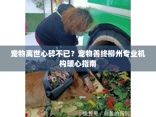 宠物离世心碎不已？宠物善终柳州专业机构暖心指南