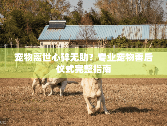 宠物离世心碎无助？专业宠物善后仪式完整指南