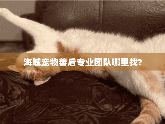 海城宠物善后专业团队哪里找?
