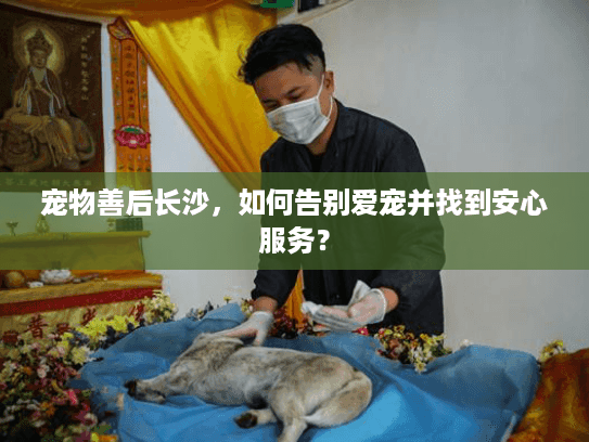宠物善后长沙，如何告别爱宠并找到安心服务？